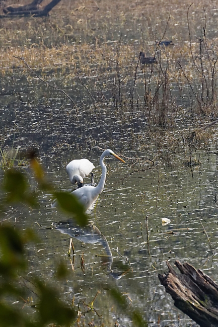 Keoladeo national park-066